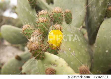 landscape and nature of the island of Giglio Gross landscape and nature of the island of Giglio Gross 55465681