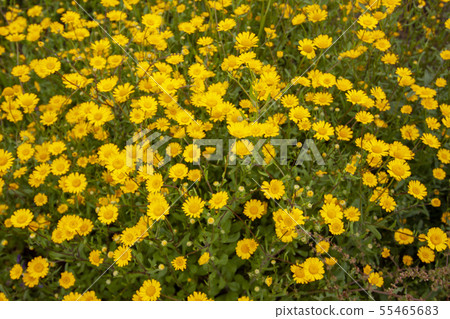 landscape and nature of the island of Giglio Gross 55465683
