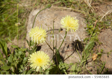 landscape and nature of the island of Giglio Gross landscape and nature of the island of Giglio Gross 55465685