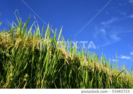 Fruit of autumn 55465725