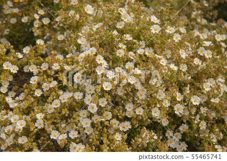 landscape and nature of the island of Giglio Gross 55465741