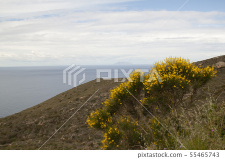 landscape and nature of the island of Giglio Gross landscape and nature of the island of Giglio Gross 55465743