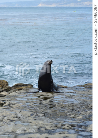 La Jolla Beach, San Diego La Jolla Beach, San Diego 55466067