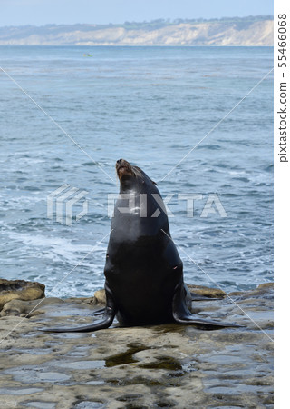 La Jolla Beach, San Diego La Jolla Beach, San Diego 55466068