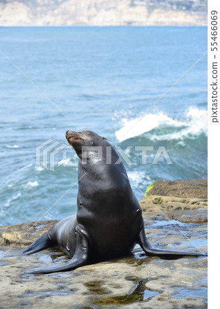 La Jolla Beach, San Diego 55466069