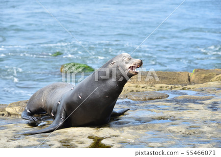 La Jolla Beach, San Diego 55466071