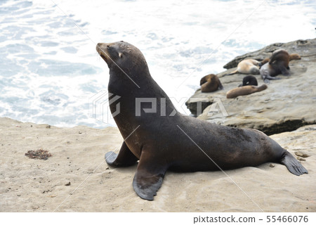 拉霍亞海灘，聖地亞哥 55466076