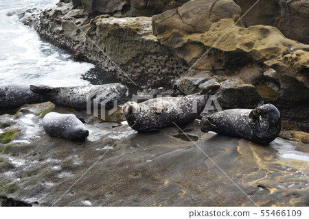La Jolla Beach, San Diego La Jolla Beach, San Diego 55466109