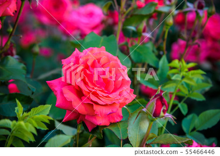 picture of an easy red Rosa nutkana flower that picture of an easy red Rosa nutkana flower that 55466446