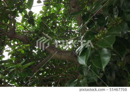 Lots of branches and leaves Lots of branches and leaves 55467708