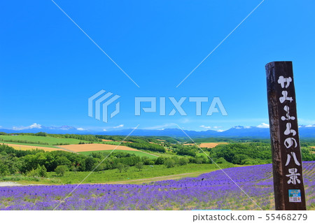 [Hokkaido] Tokachi Mountain Range and Miyama Pass Lavender Owner Garden 55468279