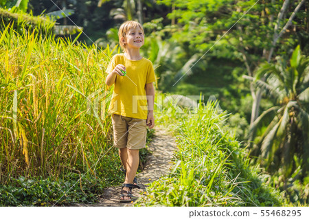 Boy on Green cascade rice field plantation. Bali, Indonesia Traveling with children concept 55468295