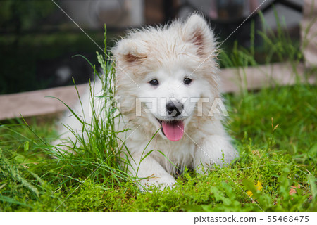 Funny Samoyed puppy dog muzzle in the garden on the green grass 55468475