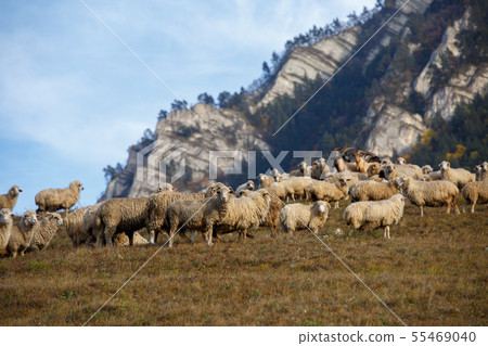 Photo of flock of sheep at foot of mountain Photo of flock of sheep at foot of mountain 55469040