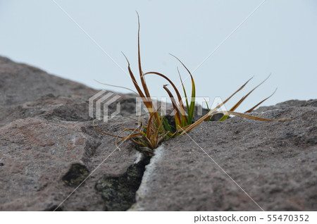 Grass (Nasu-dake / Tochigi Prefecture Nasu-gun Nasu-cho) which grows from crevice of rock Grass (Nasu-dake / Tochigi Prefecture Nasu-gun Nasu-cho) which grows from crevice of rock 55470352