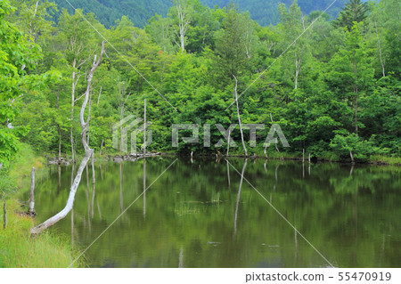 Norikura高原夏天夏天池塘 55470919