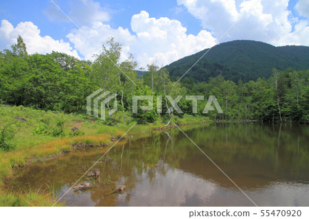 Norikura高原夏天夏天池塘 Norikura高原夏天夏天池塘 55470920