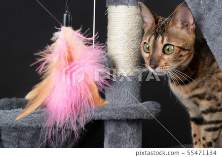 beautiful Bengal cat is playing on the scratching post. beautiful Bengal cat is playing on the scratching post. 55471134