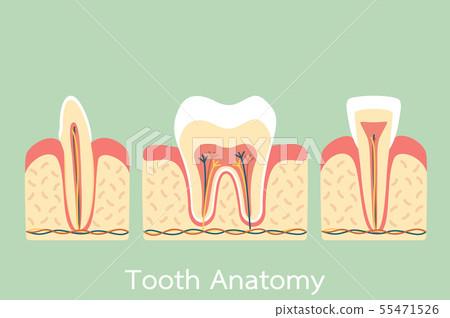 Bone Teeth Example tooth anatomy structure including the bone and gum - Stock Image ...