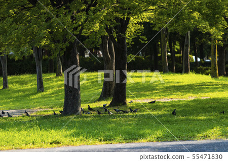 Morning park pigeons eating 55471830