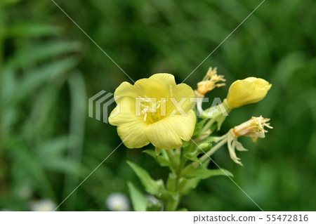 Few flowers Few flowers 55472816