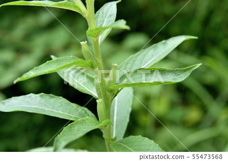 Evening primrose Evening primrose 55473568
