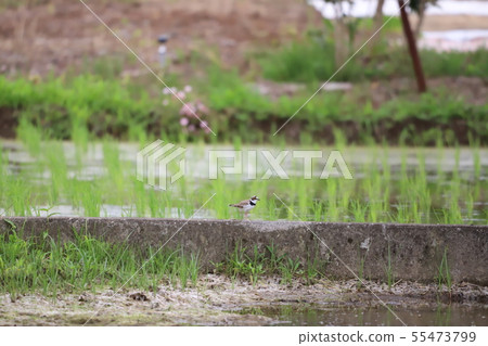 Rice field + small bird Rice field + small bird 55473799