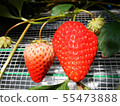 Two strawberries nestling 55473888