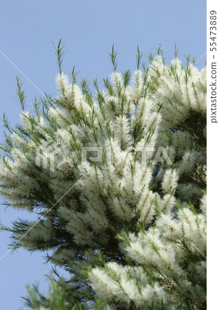 Tea tree Tea tree 55473889