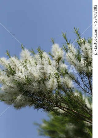 Tea tree Tea tree 55473892