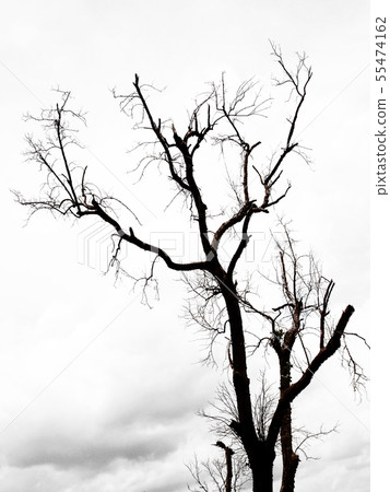 Leafless trees with branches Leafless trees with branches 55474162