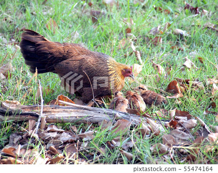 hen with her chicks hen with her chicks 55474164