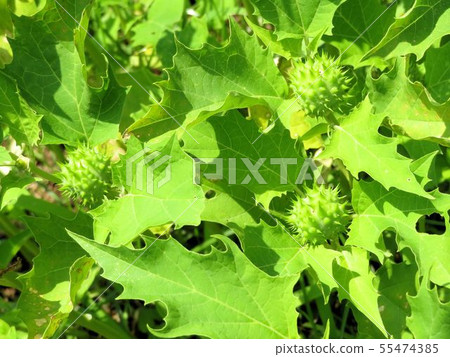 Chosen Asagao / Koishikawa Botanical Garden 55474385