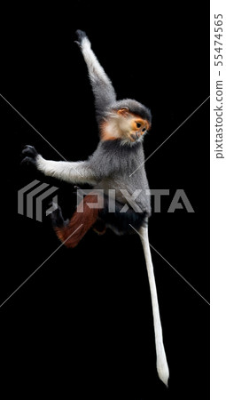 red shanked Douc Langur isolated on black 55474565