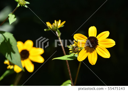 Rudbekia · Takao Rudbekia · Takao 55475143