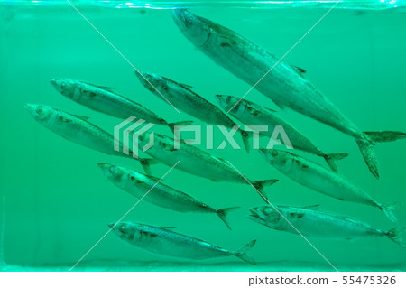 冰水族館Kesennuma雕塑 55475326