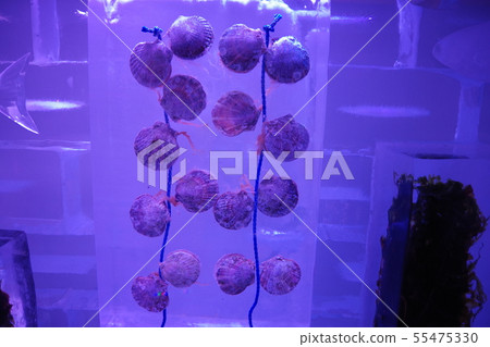 Kesennuma sculpture of ice aquarium 55475330