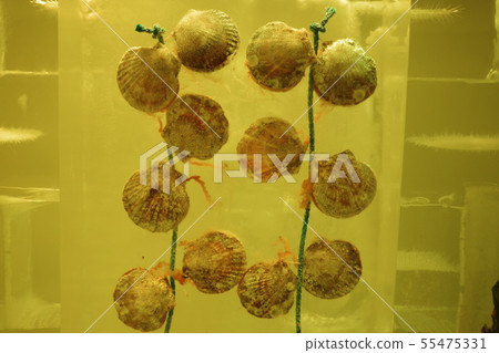 Kesennuma sculpture of ice aquarium 55475331