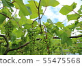 Winery grapes 55475568