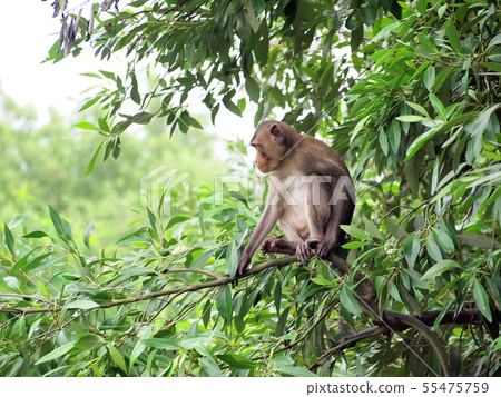 macaque monkey sitting on a tree in its natural macaque monkey sitting on a tree in its natural 55475759