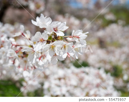 Cherry Blossoms	 55475937