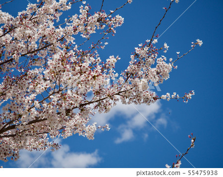  Cherry blossoms and blue sky 55475938