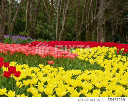 Tulip field 55475939