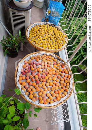 7月4日曬乾的Umeboshi 7月4日曬乾的Umeboshi 55475992