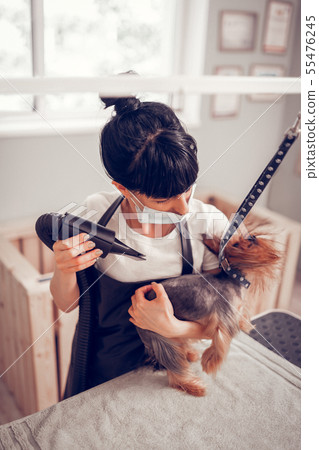 Woman wearing mask looking at dog and using blow dryer 55476245