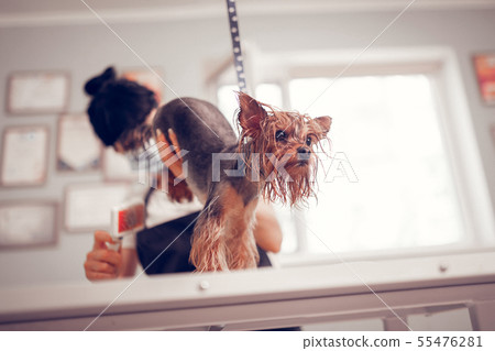 Cute dark-eyed dog feeling sacred while worker grooming him 55476281