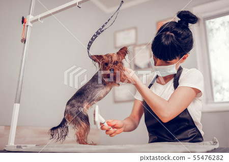 Dark-haired woman with hair bun grooming cute little dog 55476282