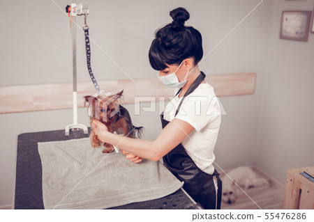 Top view of worker taking care of dog after washing Top view of worker taking care of dog after washing 55476286