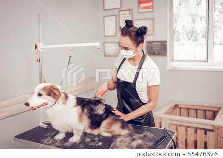 Dark-haired woman with two hair buns grooming dog Dark-haired woman with two hair buns grooming dog 55476326