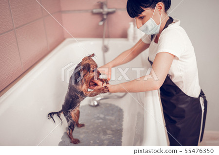 Dark-haired woman washing dog in bathtub after shaving 55476350